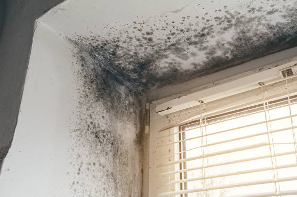 Trusted Crawl Space Mold Removal service in Garrett Park, MD - Cheap Mold Removal